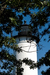 West Chop Lighthouse Tower Behind Oak Tree